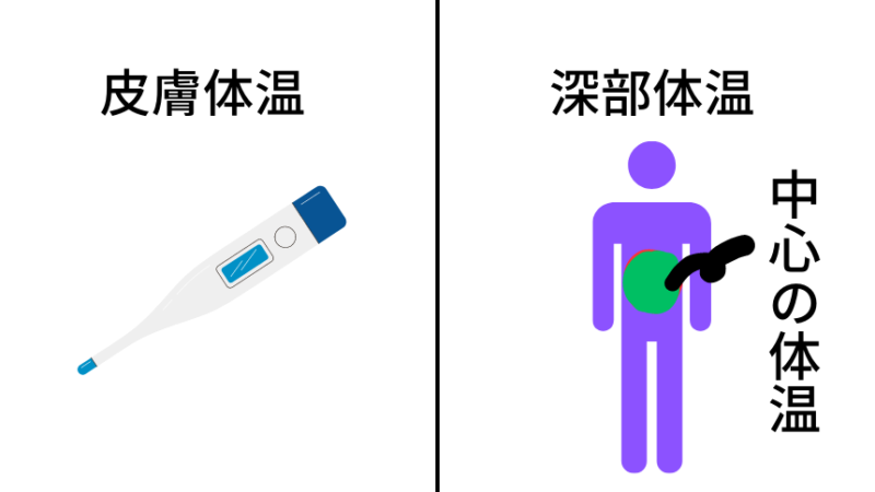 皮膚体温と深部体温